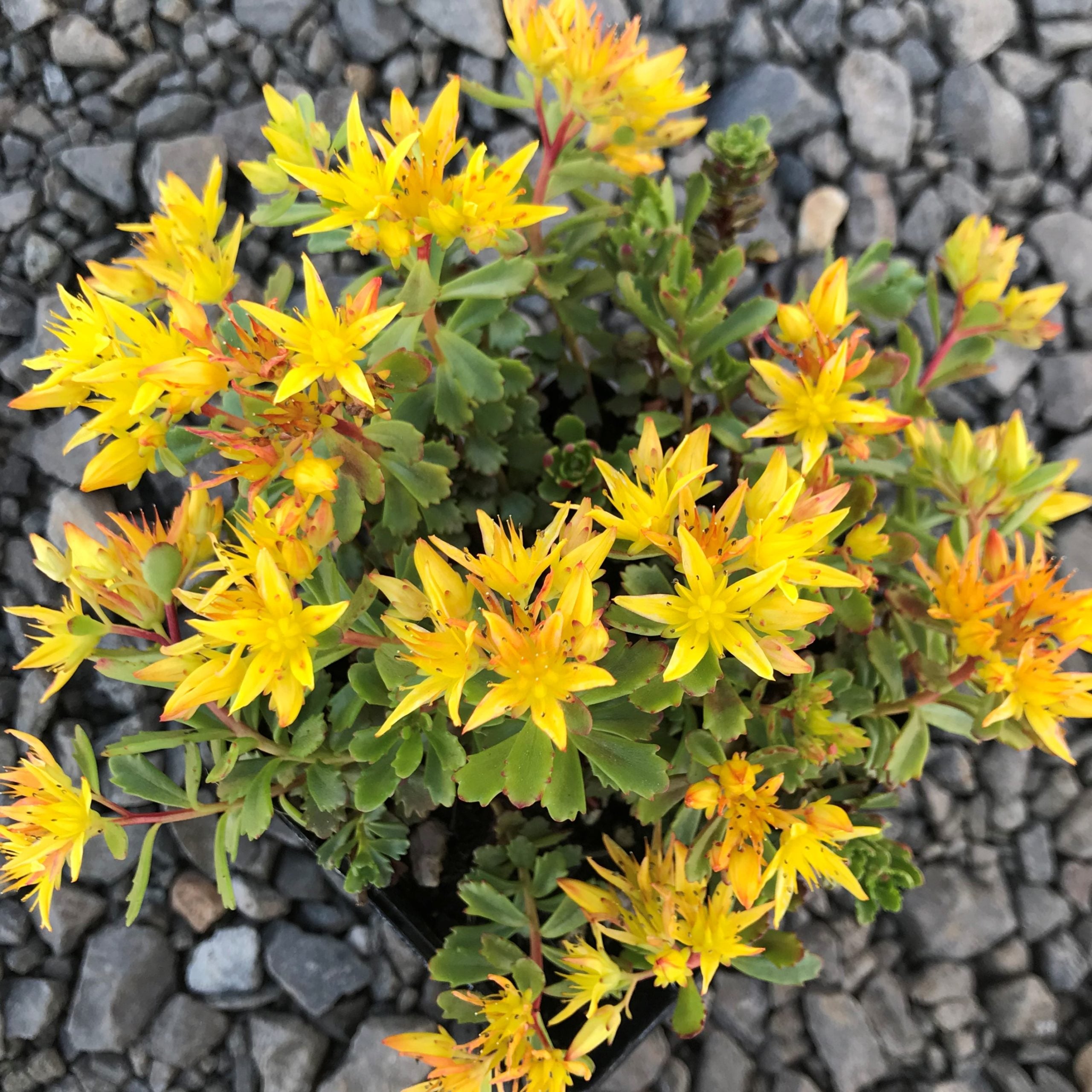 Sedum floriferum 'Weihenstephaner Gold' - Stonecrop (3.5" Pot) - Image 4