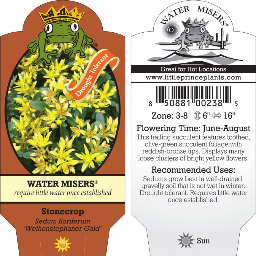 Sedum floriferum 'Weihenstephaner Gold' - Stonecrop (3.5" Pot) - Image 7