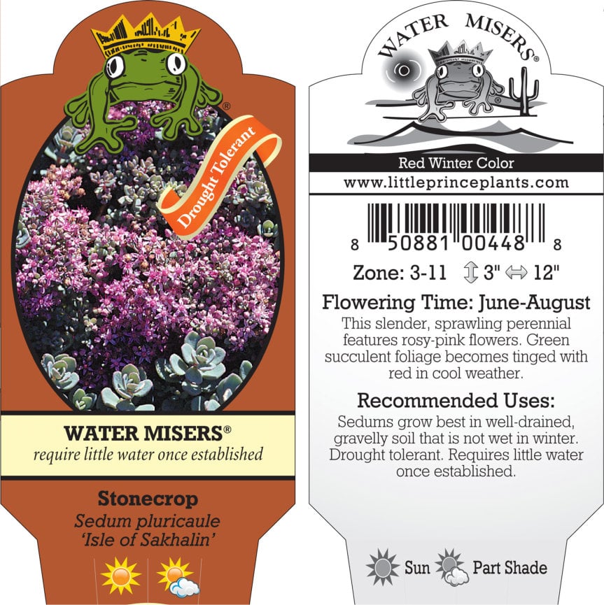 Sedum pluricaule 'Isle of Sakhalin' - Stonecrop (3.5" Pot) - Image 6