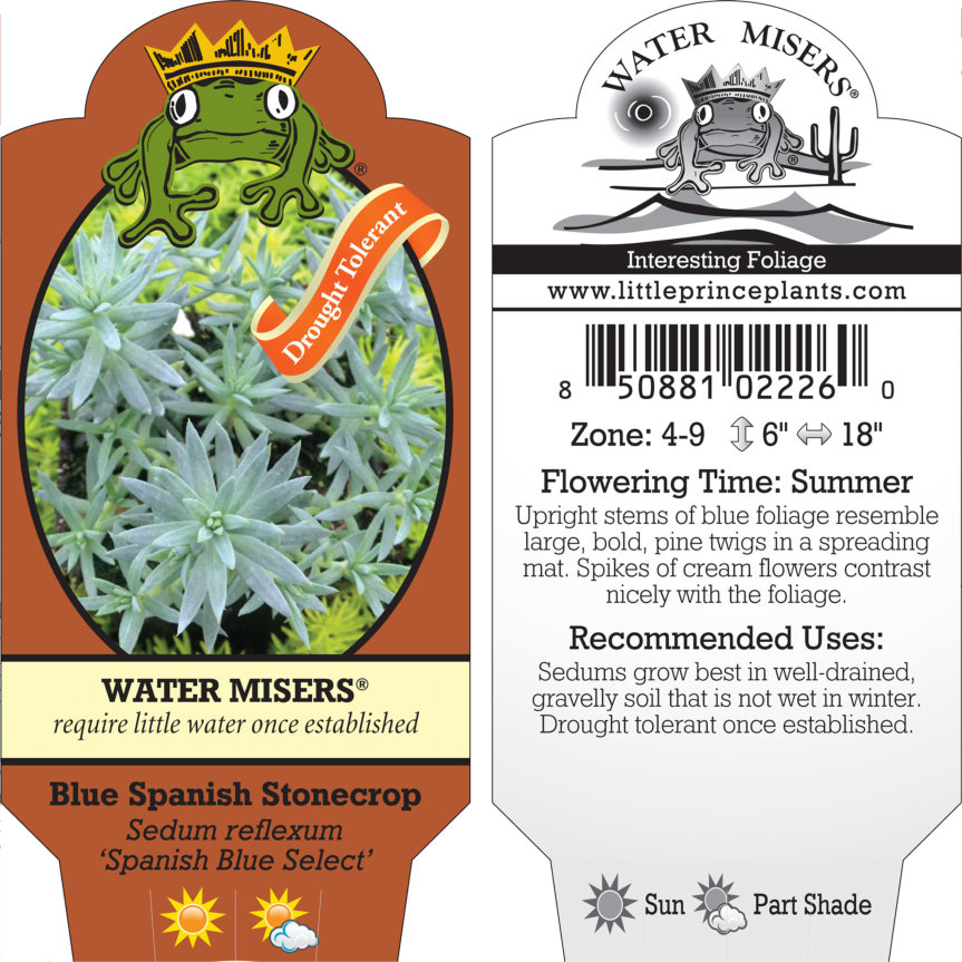 Sedum reflexum 'Spanish Blue Select' - Blue Spanish Stonecrop (3.5" Pot) - Image 6