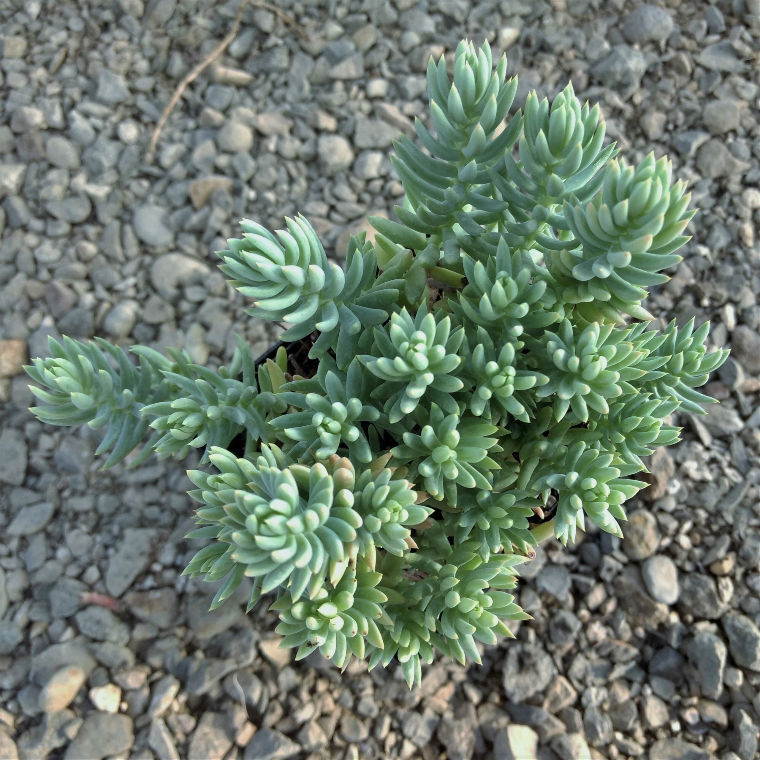 Sedum reflexum 'Spanish Blue Select' - Blue Spanish Stonecrop (3.5" Pot) - Image 4