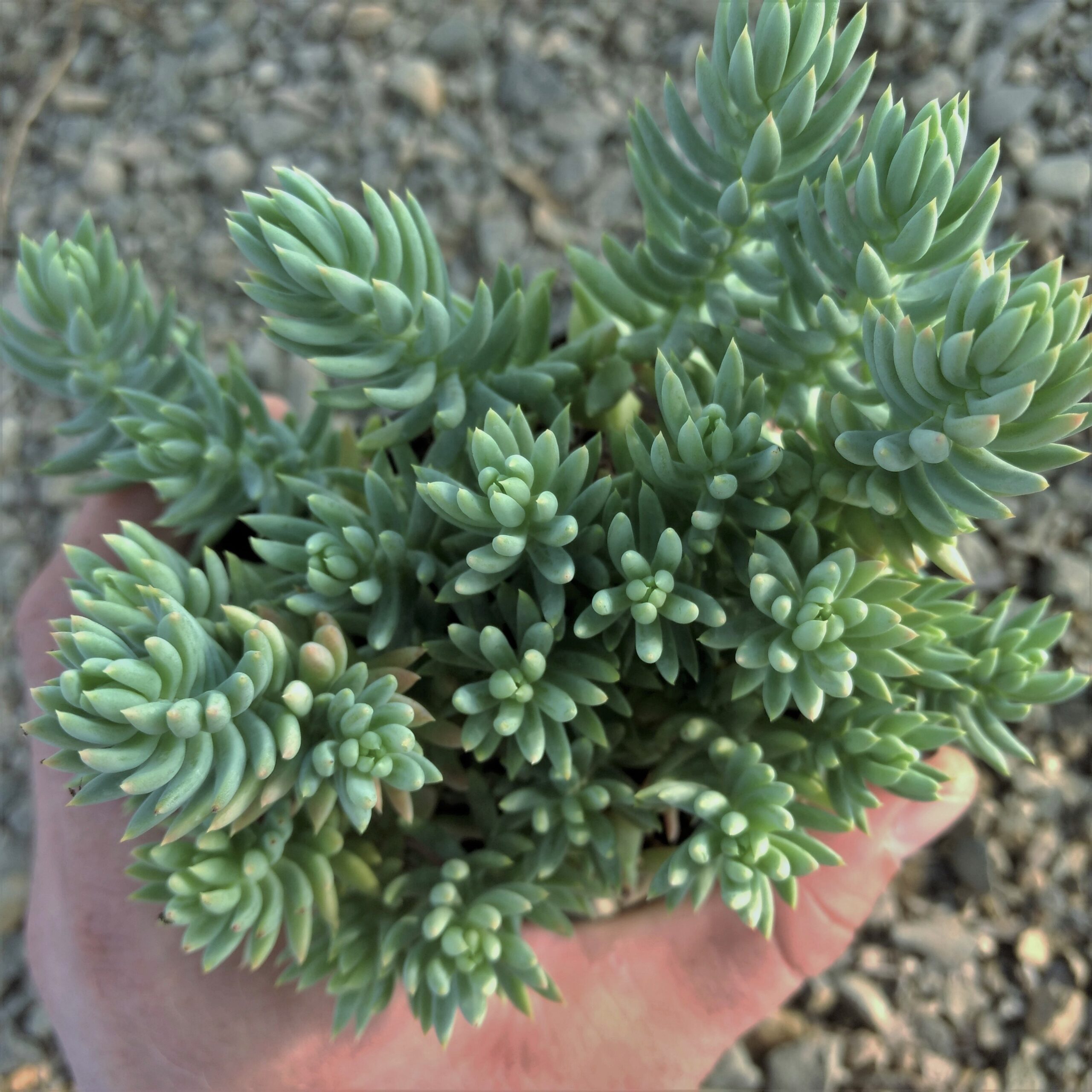 Sedum reflexum 'Spanish Blue Select' - Blue Spanish Stonecrop (3.5" Pot) - Image 3