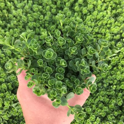 Sedum spurium 'John Creech' - Stonecrop (3.5" Pot)
