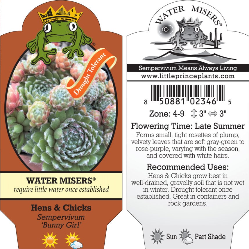 Sempervivum 'Bunny Girl' - Hens & Chicks (3.5" Pot) - Image 7