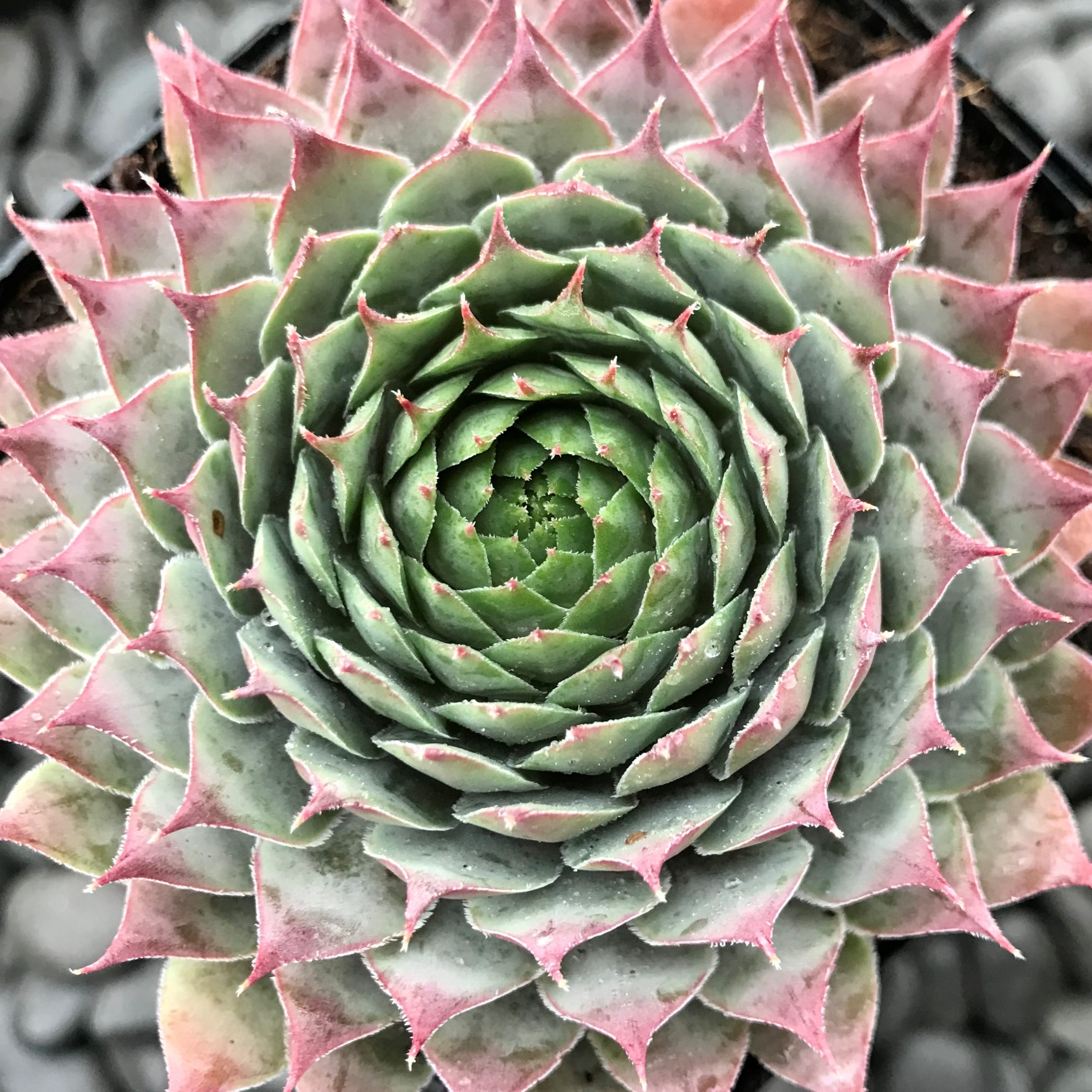 Sempervivum 'Pacific Blue Ice' - Hens & Chicks (3.5" Pot)