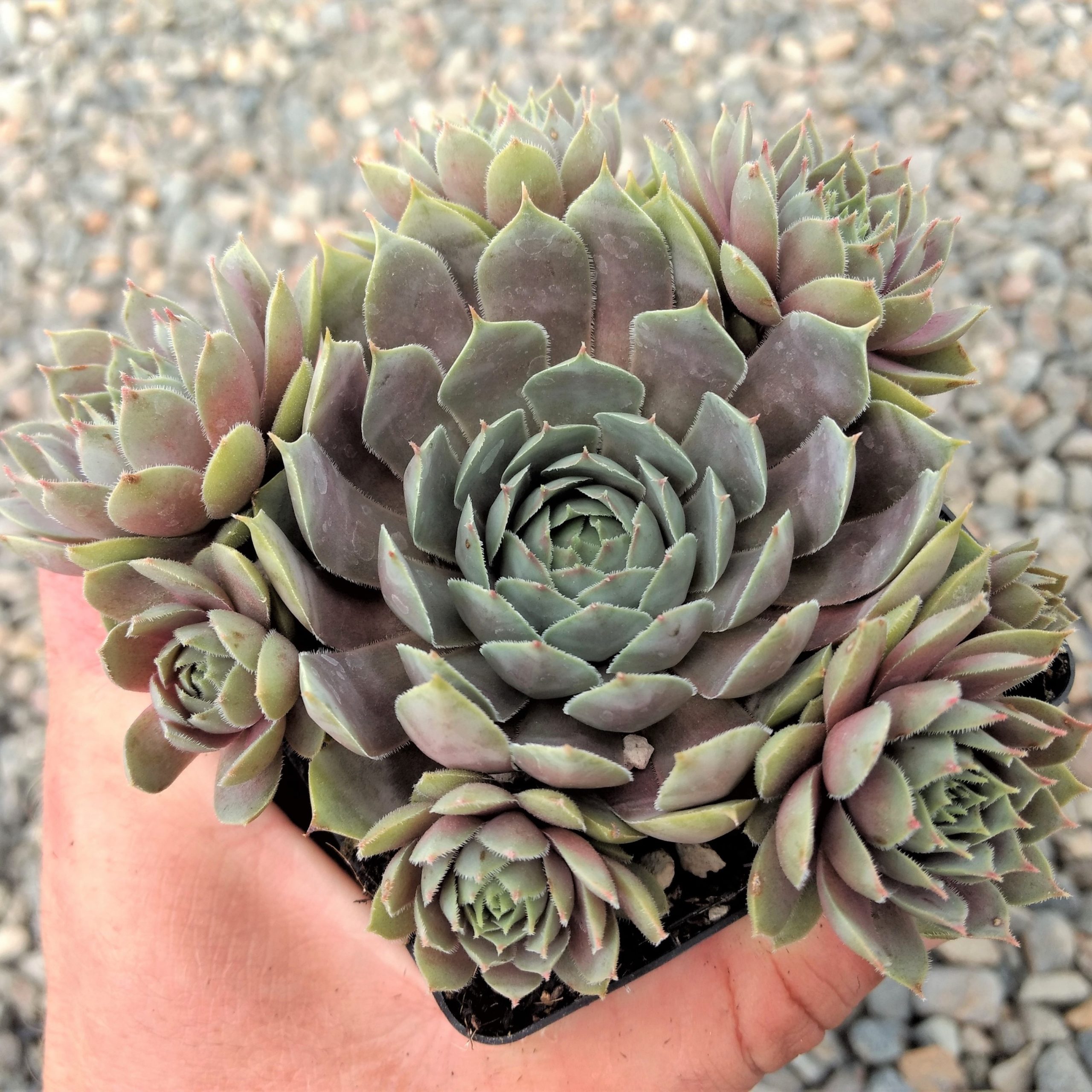 Sempervivum 'Pacific Blue Ice' - Hens & Chicks (3.5" Pot) - Image 2