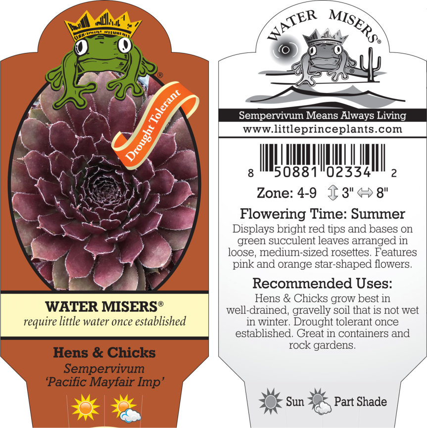 Sempervivum 'Pacific Mayfair Imp' - Hens & Chicks (3.5" Pot) - Image 4