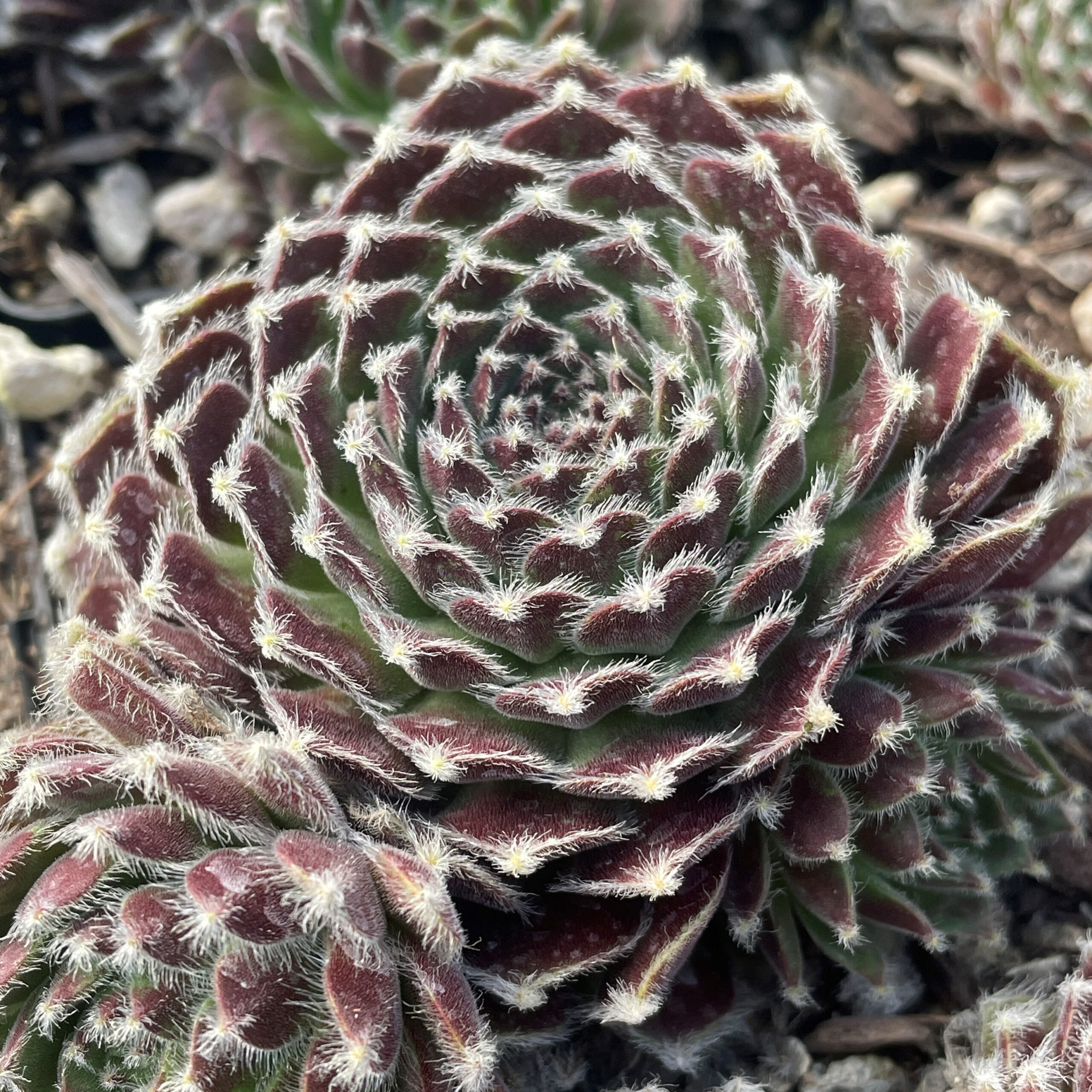 Sempervivum 'Shirley's Joy' - Hens & Chicks (3.5" Pot)