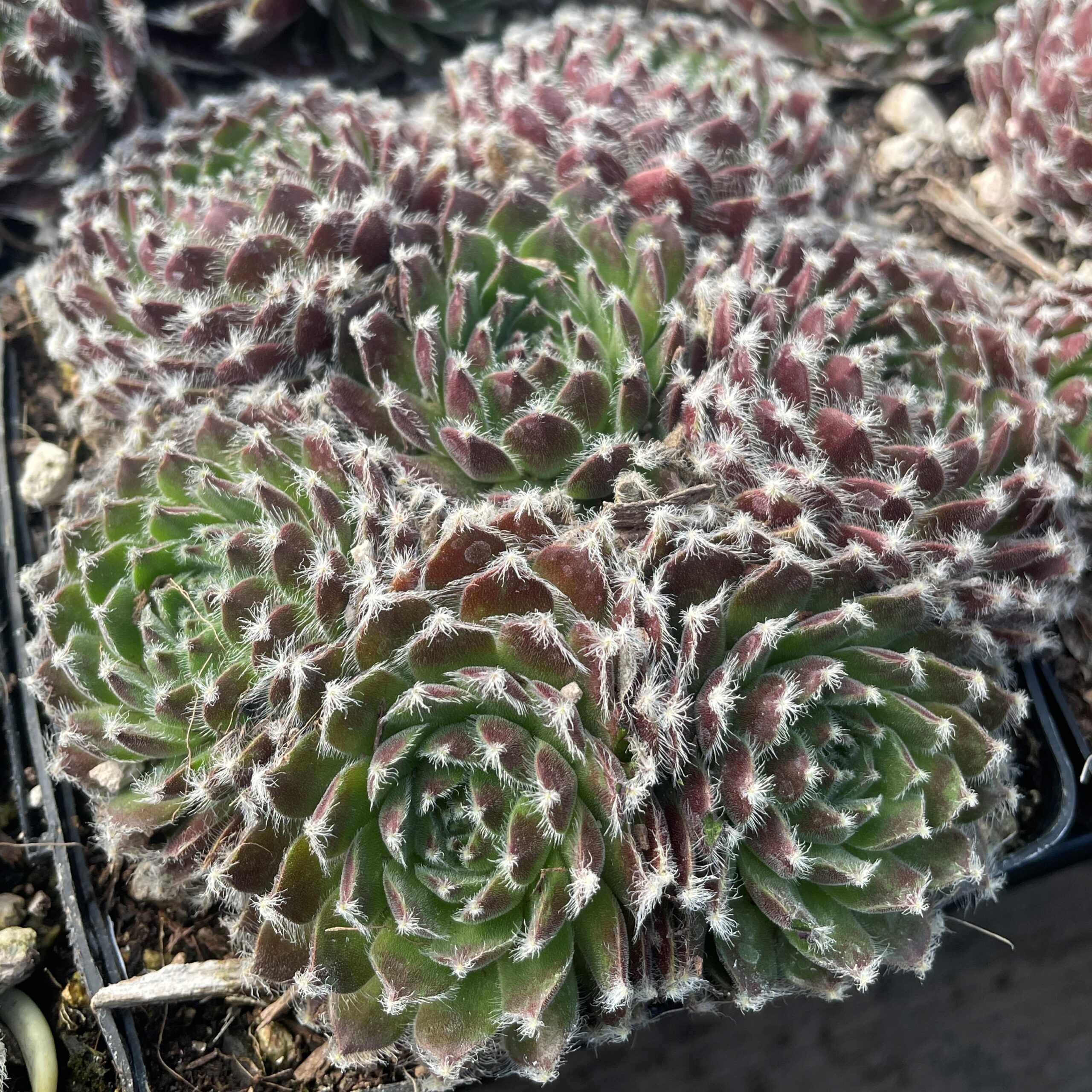 Sempervivum 'Shirley's Joy' - Hens & Chicks (3.5" Pot) - Image 2