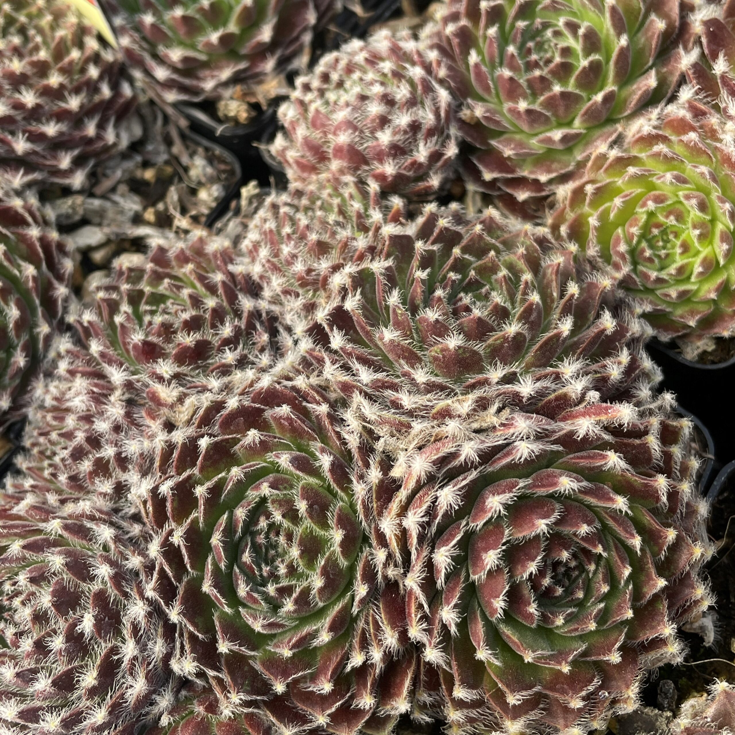 Sempervivum 'Shirley's Joy' - Hens & Chicks (3.5" Pot) - Image 3