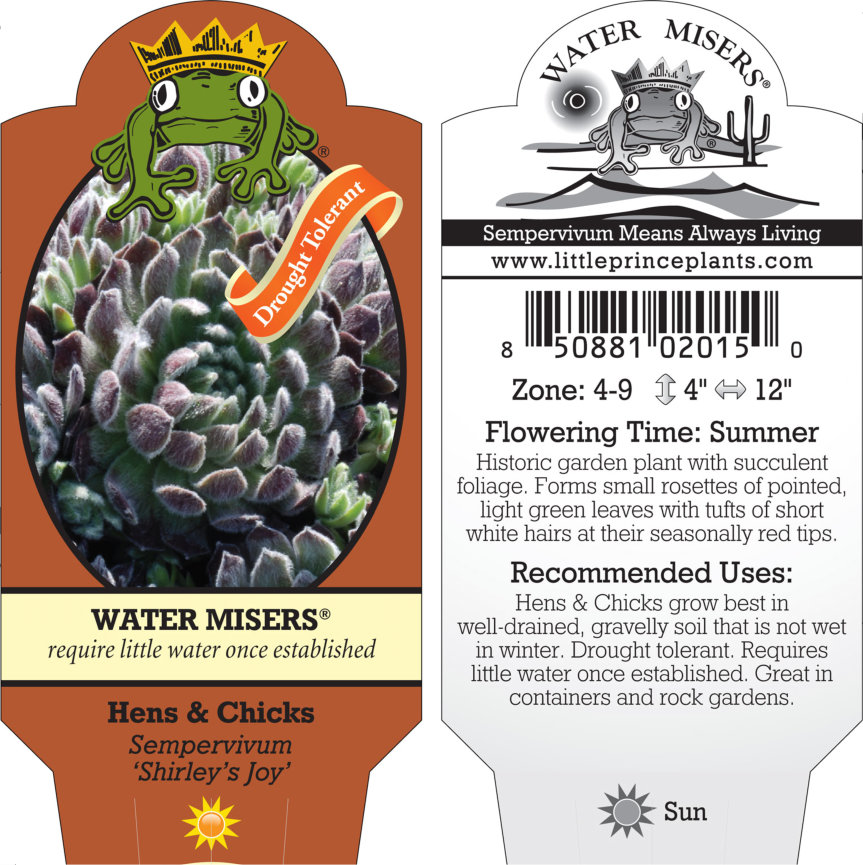 Sempervivum 'Shirley's Joy' - Hens & Chicks (3.5" Pot) - Image 9