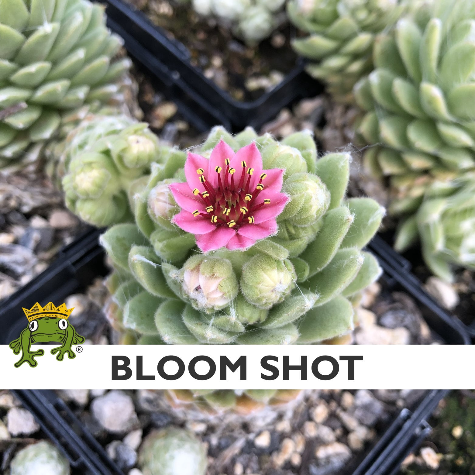 Sempervivum arachnoideum 'Clairchin' - Hens & Chicks (3.5" Pot) - Image 4