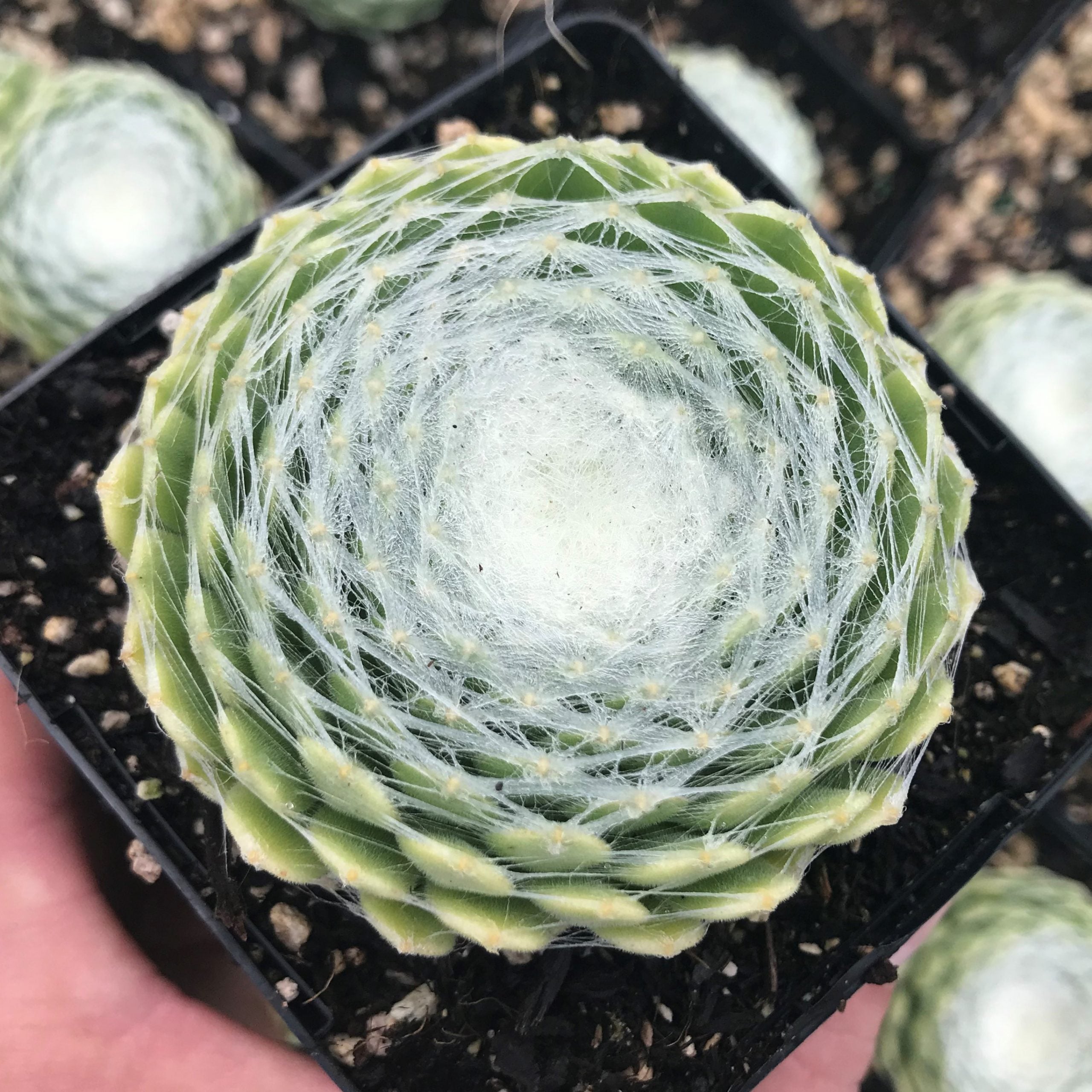 Sempervivum arachnoideum 'Clairchin' - Hens & Chicks (3.5" Pot)