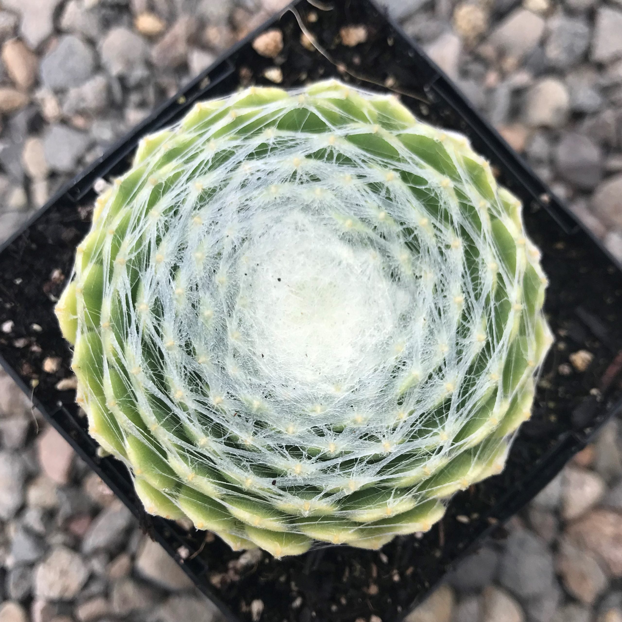 Sempervivum arachnoideum 'Clairchin' - Hens & Chicks (3.5" Pot) - Image 3