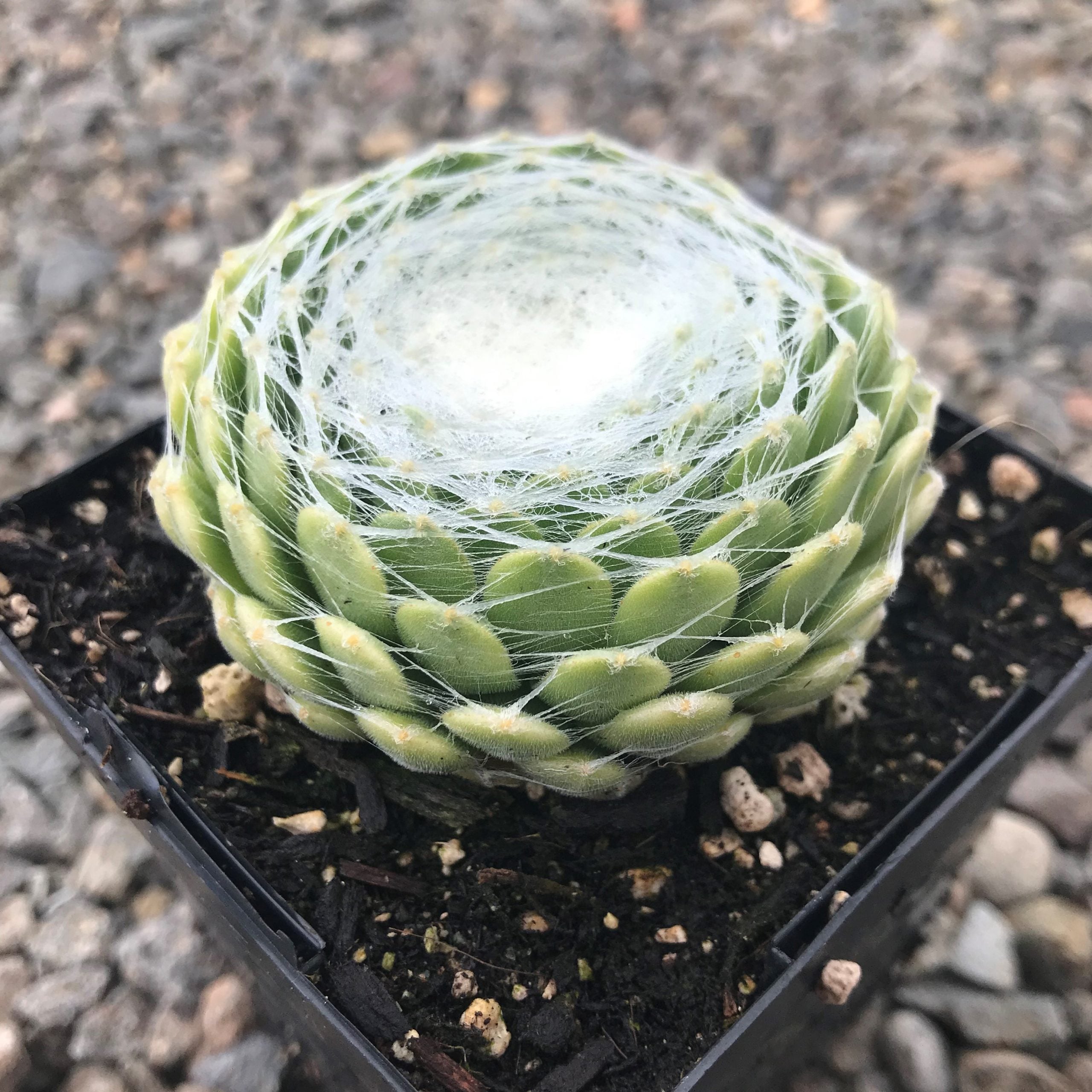Sempervivum arachnoideum 'Clairchin' - Hens & Chicks (3.5" Pot) - Image 2