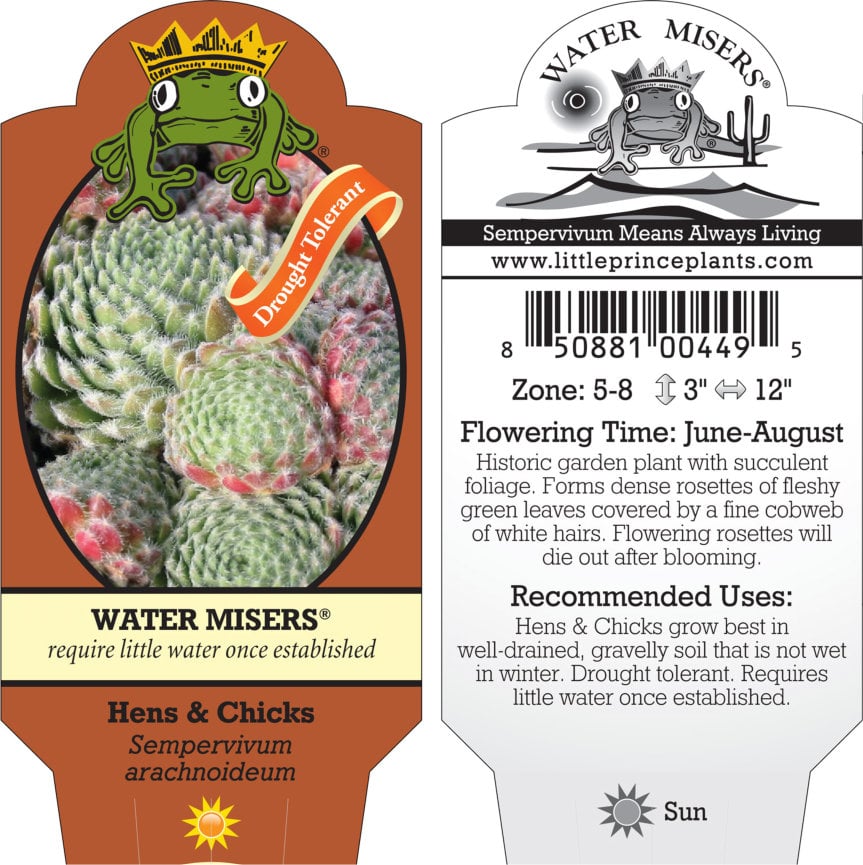 Sempervivum arachnoideum - Hens & Chicks (3.5" Pot) - Image 6