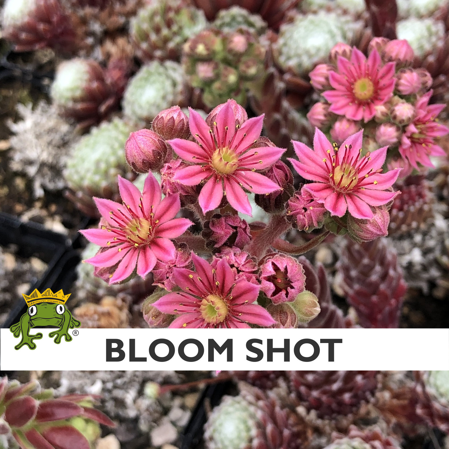 Sempervivum arachnoideum 'Hurricane' - Hens & Chicks (3.5" Pot) - Image 5