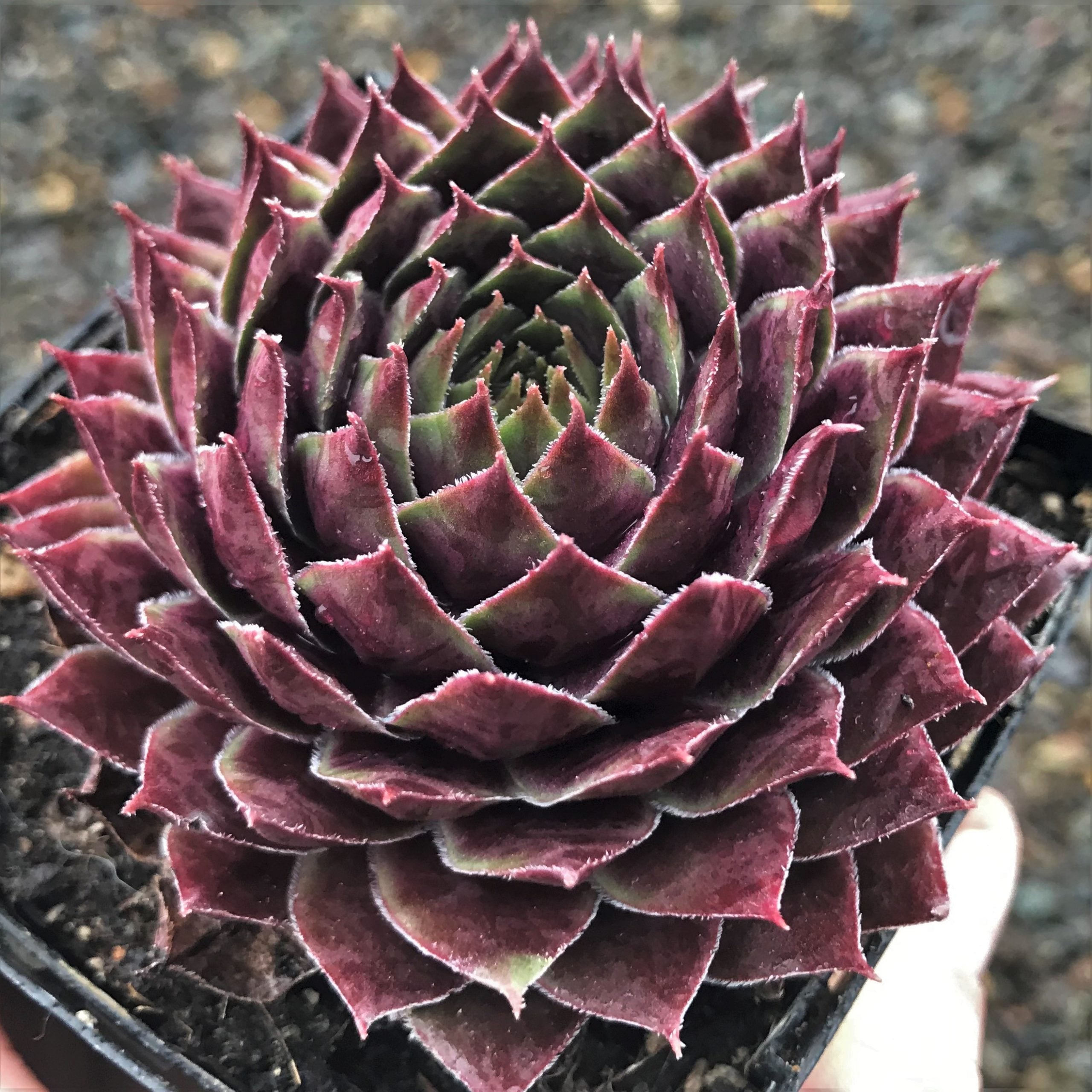 Sempervivum tectorum 'Emerald Empress' - Hens & Chicks (3.5" Pot) - Image 5