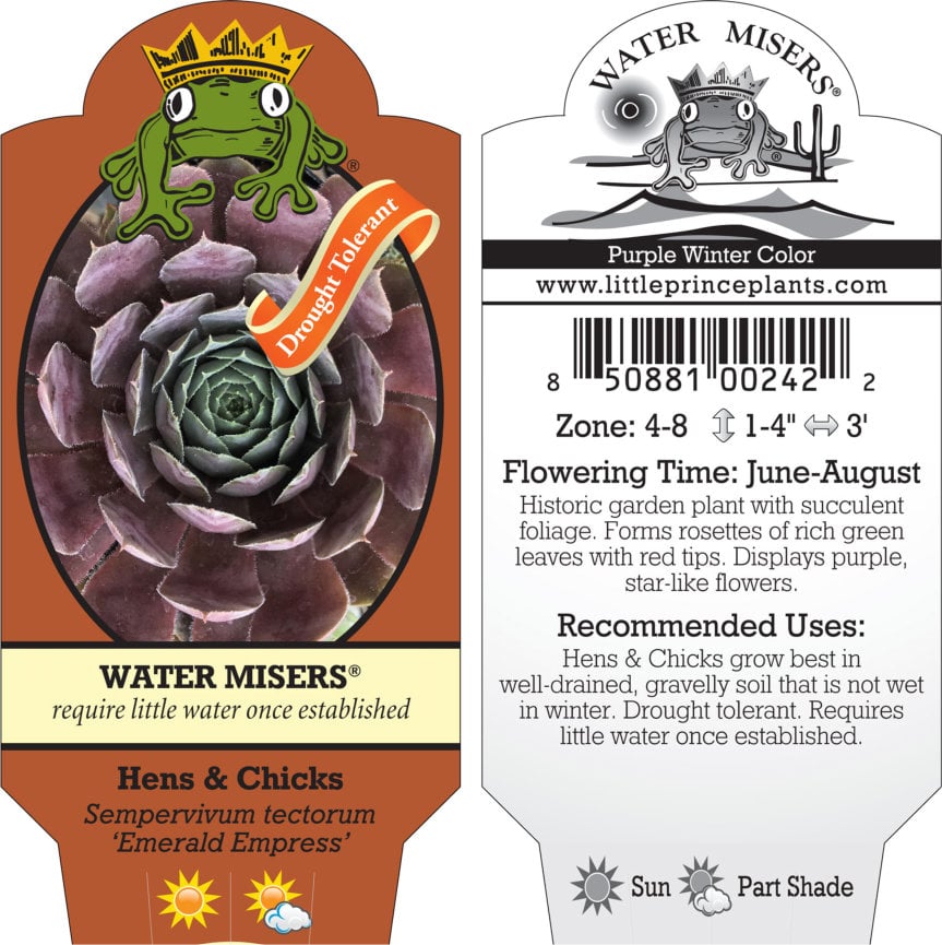 Sempervivum tectorum 'Emerald Empress' - Hens & Chicks (3.5" Pot) - Image 9