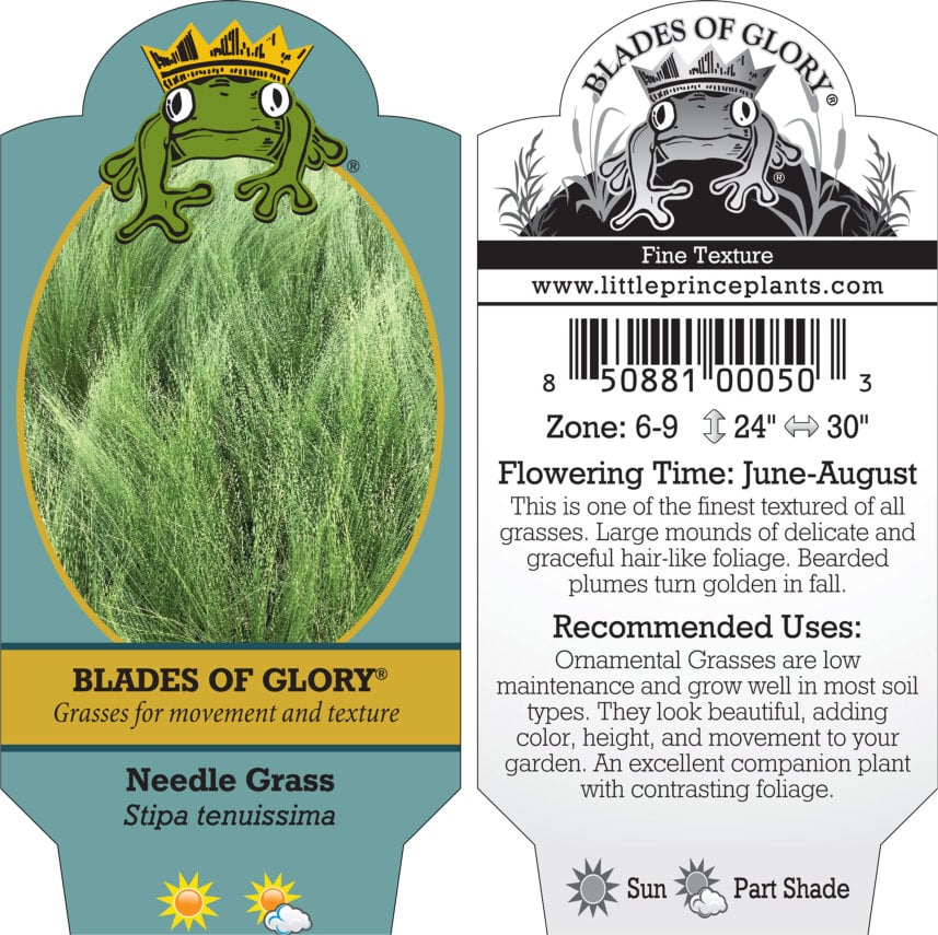 Stipa tenuissima - Mexican Feather Grass (3.5" Pot) - Image 4