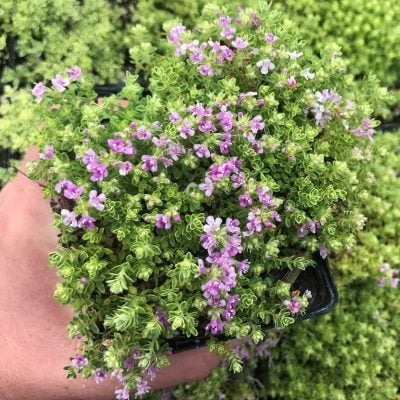 Thymus praecox 'Highland Cream' - Highland Cream Thyme (3.5" Pot)