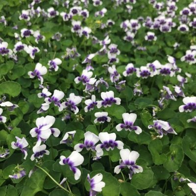 Viola hederacea - Australian Violet (3.5" Pot)