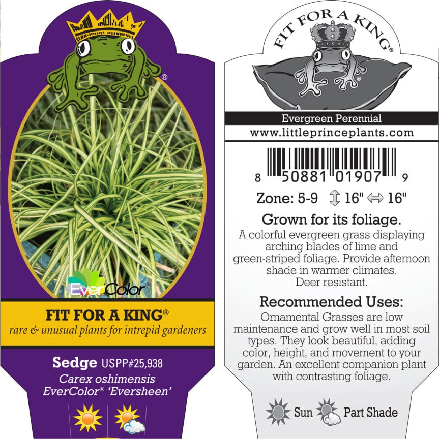 Carex oshimensis EverColor® ‘Eversheen’ - Japanese Sedge USPP #25,938 (4.5" Pot) - Image 4