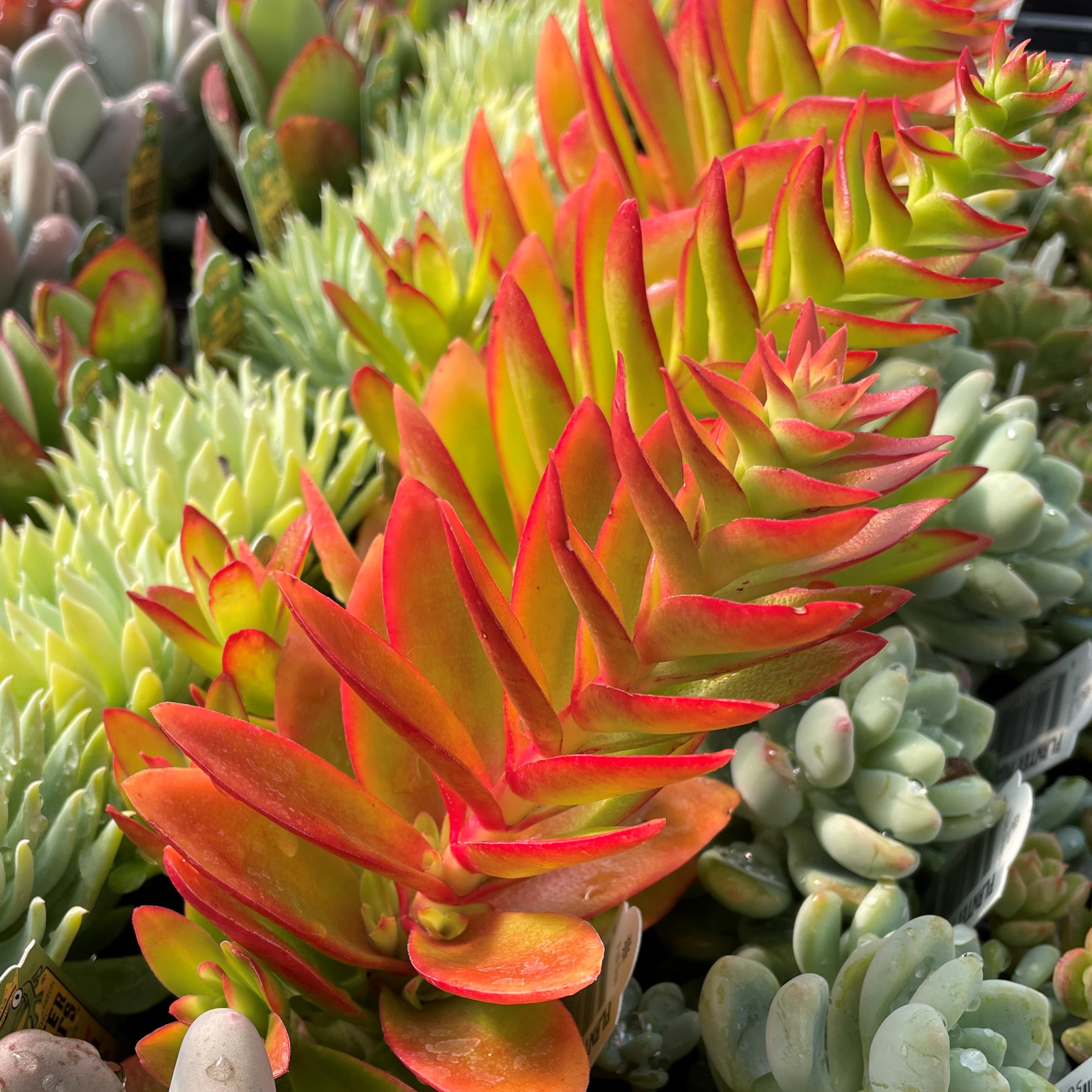 Crassula capitella 'Campfire' (2" Pot) - Image 4