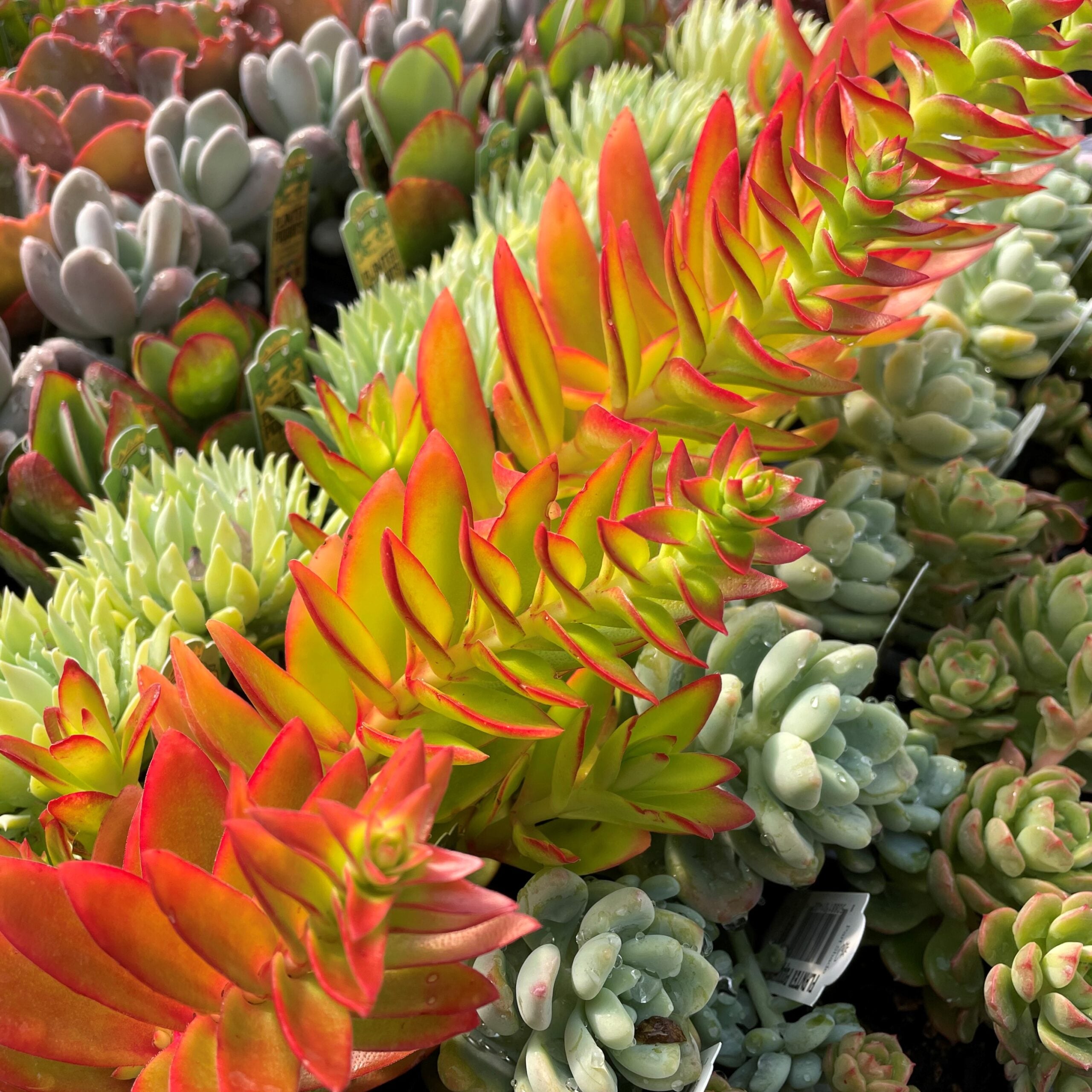 Crassula capitella 'Campfire' (2" Pot)