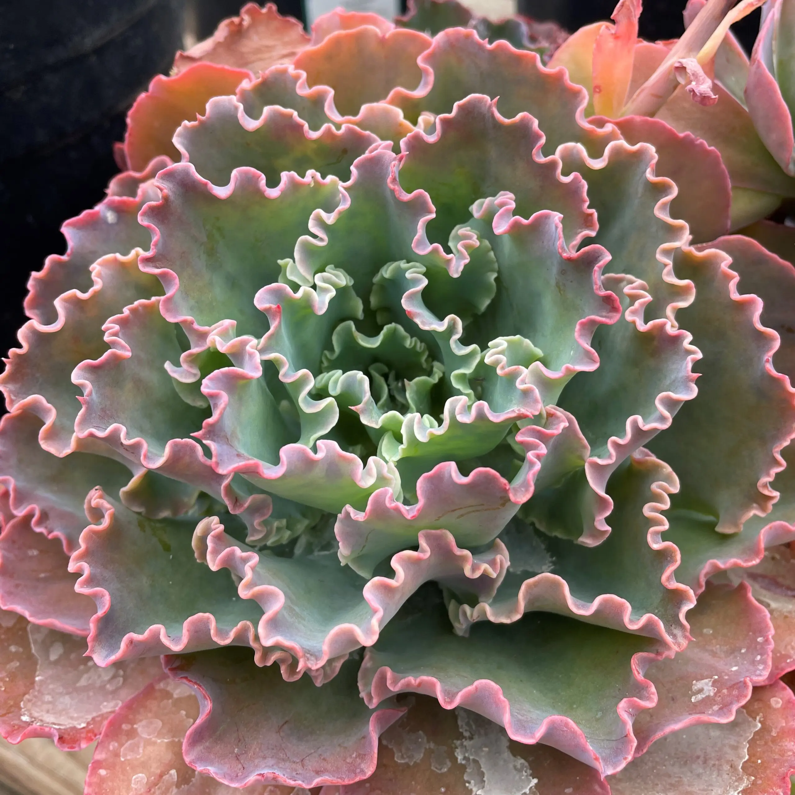 Echeveria 'Giant Blue' - Succulents (2" Pot) | Little Prince of Oregon  Nursery