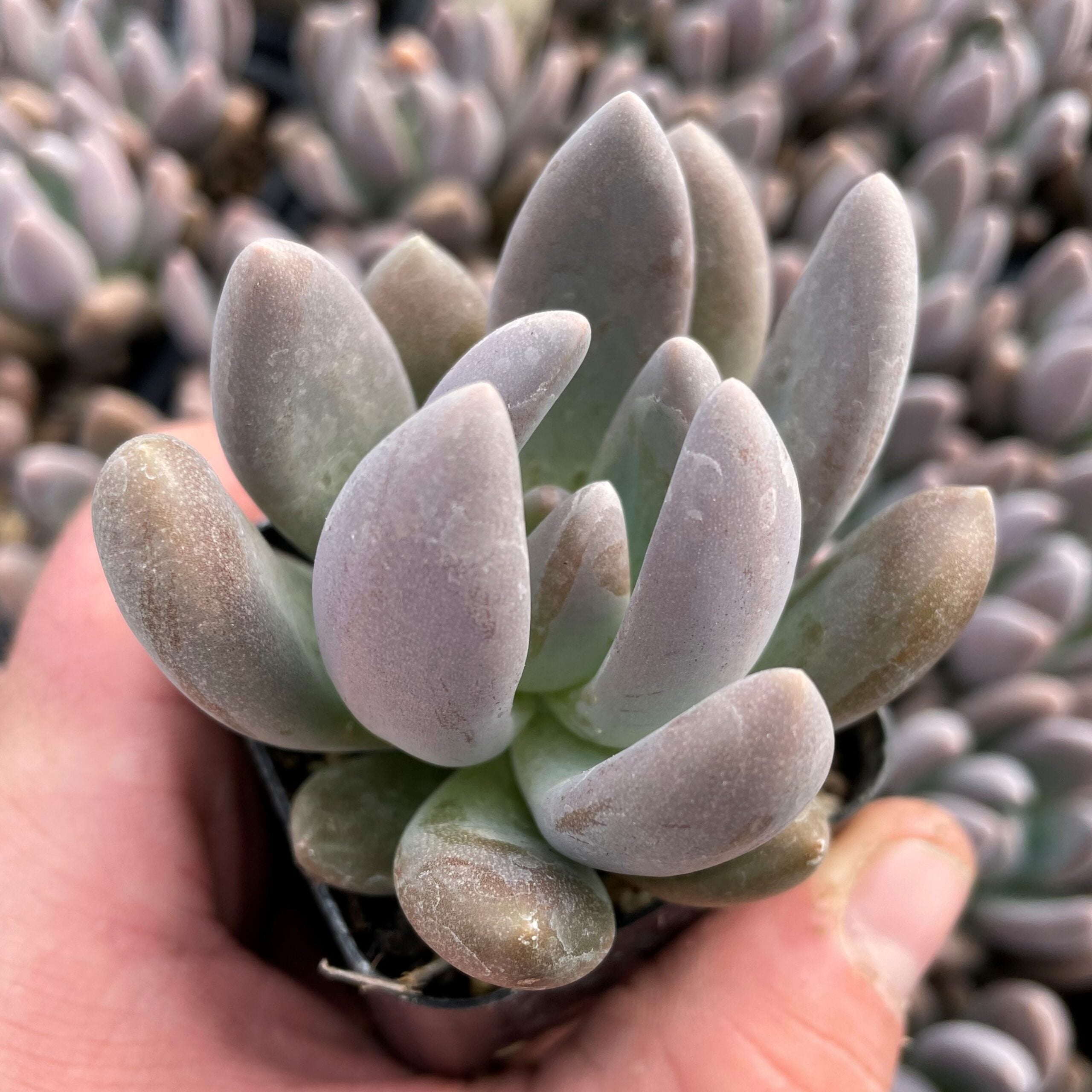 Echeveria tolimanensis - Dark Red (2" Pot)