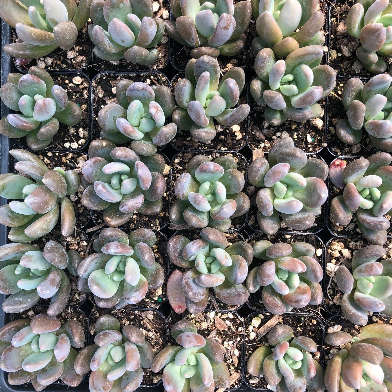 Echeveria tolimanensis - Dark Red (2" Pot) - Image 4