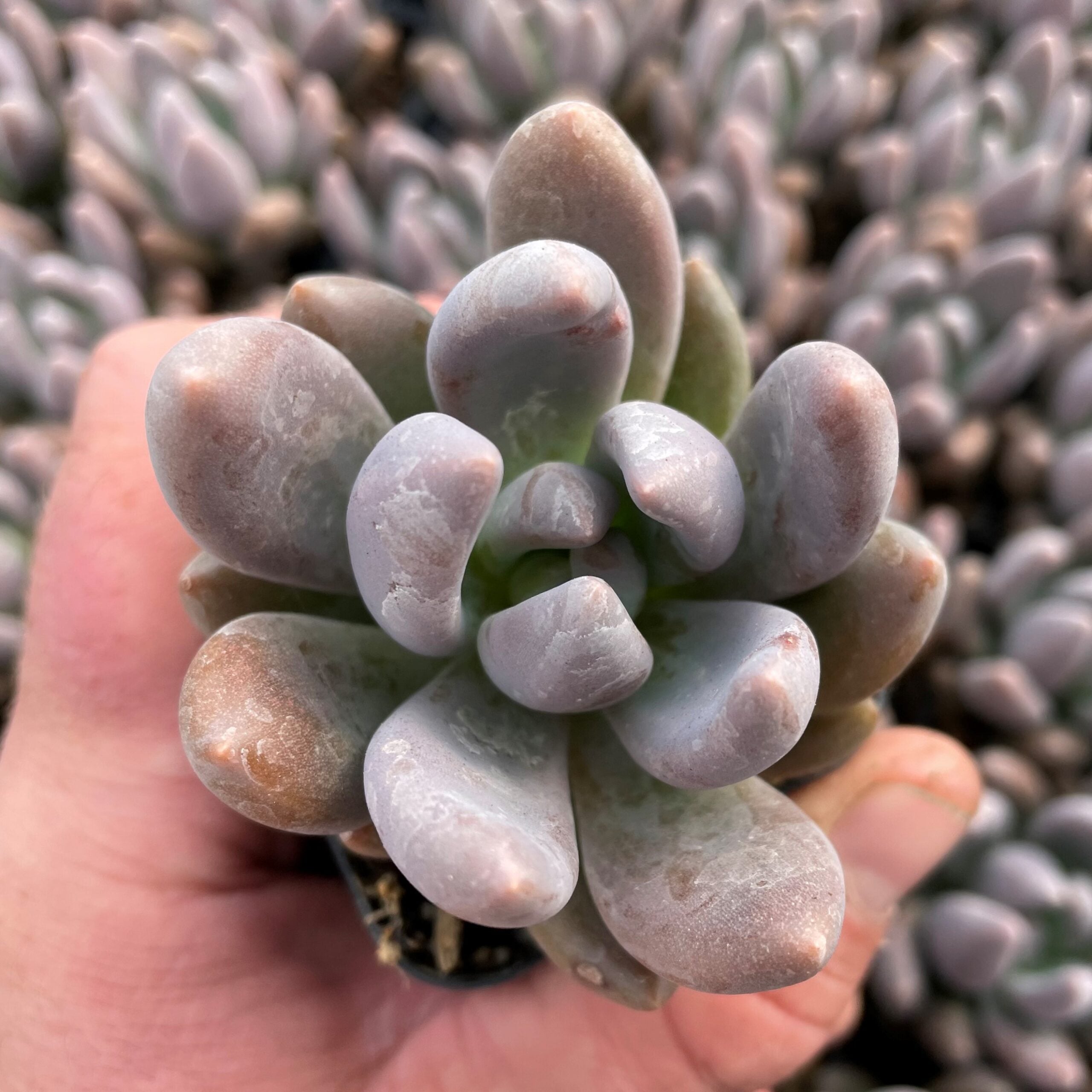 Echeveria tolimanensis - Dark Red (2" Pot) - Image 3