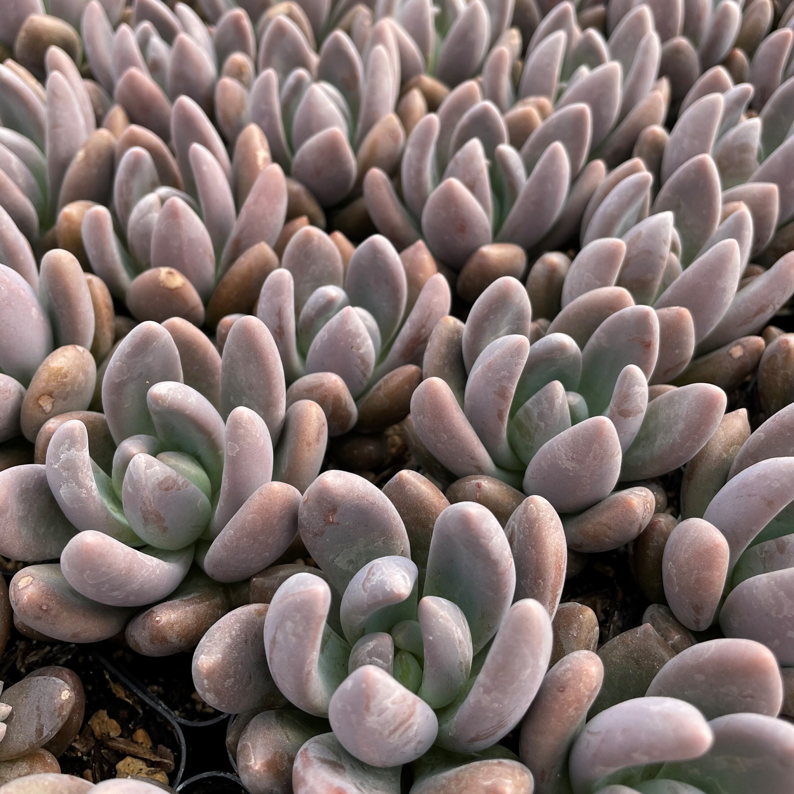 Echeveria tolimanensis - Dark Red (2" Pot) - Image 2