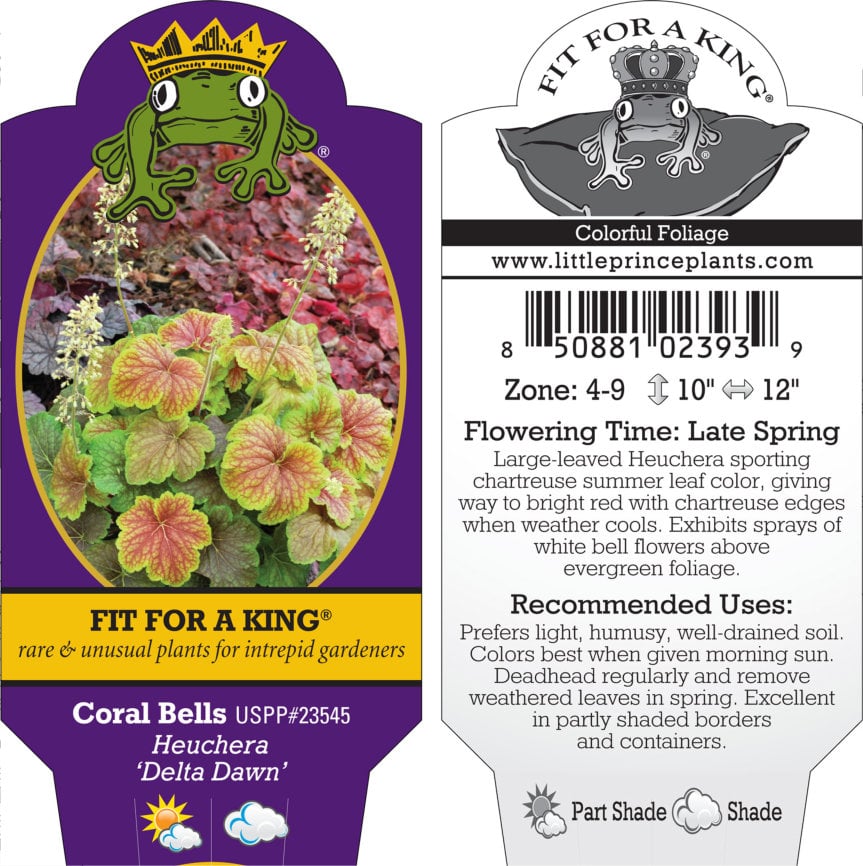 Heuchera 'Delta Dawn' USPP #23545 - Coral Bells (4.5" Pot) - Image 6