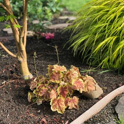 Heuchera 'Delta Dawn' USPP #23545 - Coral Bells (4.5" Pot)