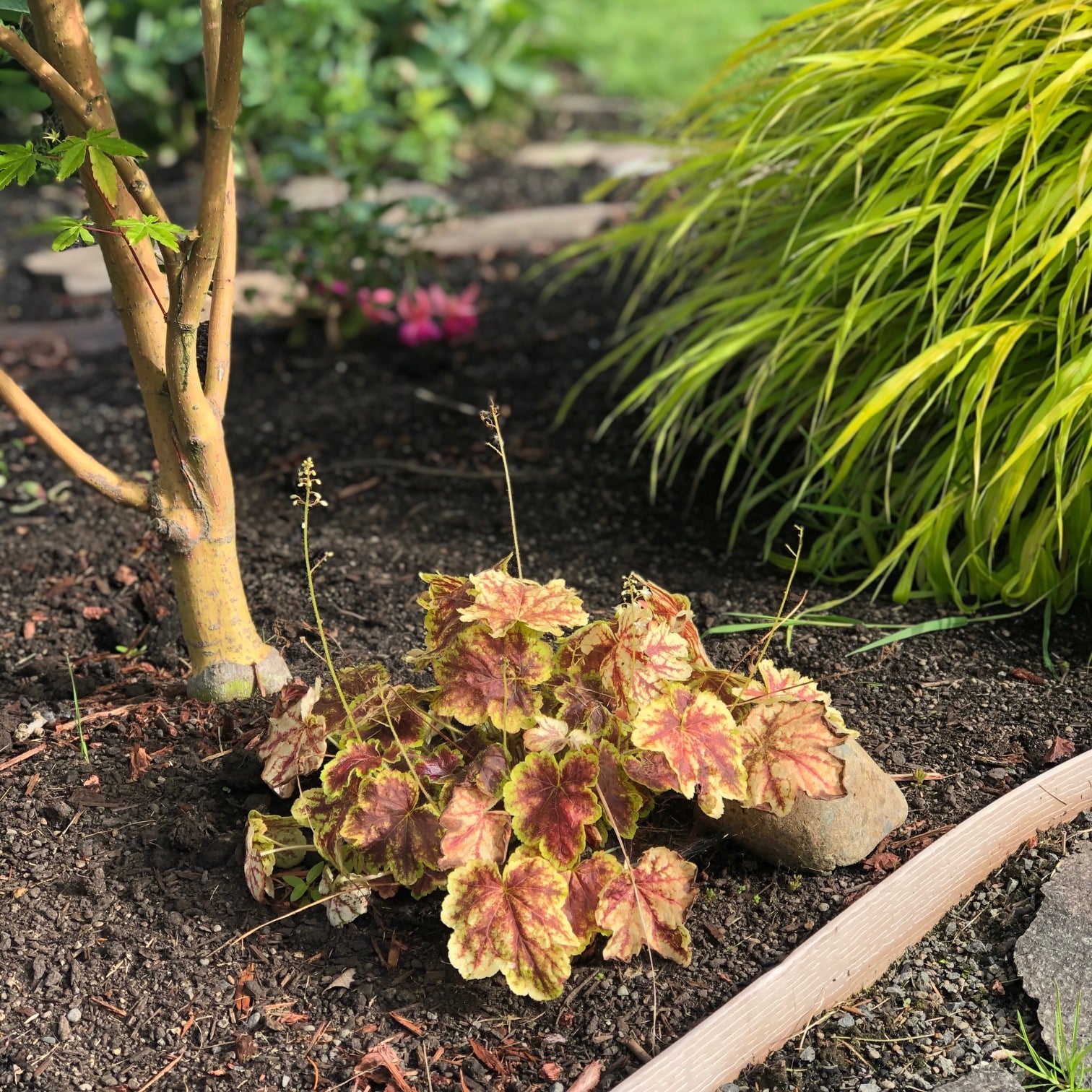 Heuchera 'Delta Dawn' USPP #23545 - Coral Bells (4.5" Pot)