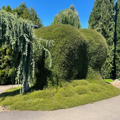 Muehlenbeckia axillaris 'Nana' - Creeping Wire Vine (3.5" Pot)