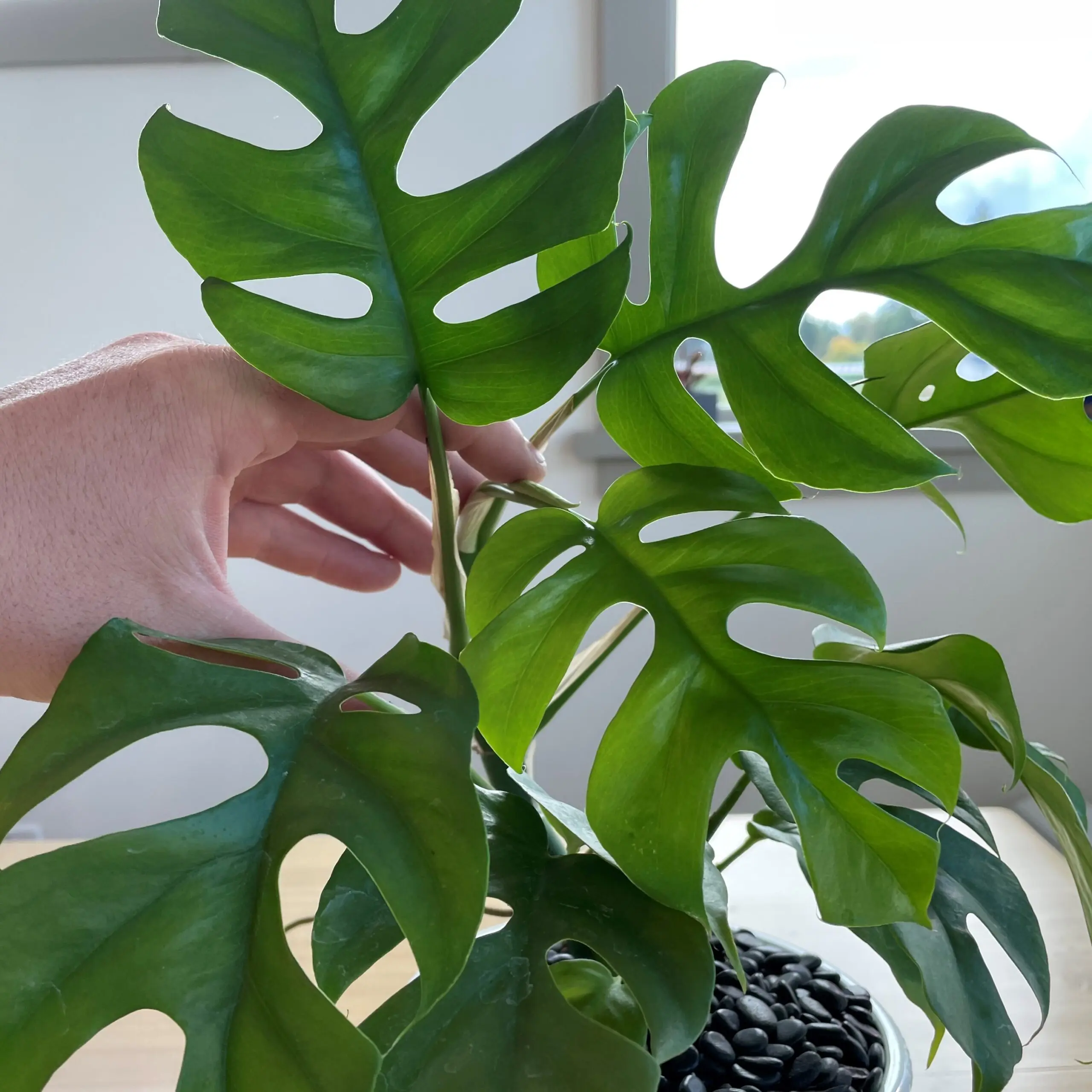 Rhaphidophora tetrasperma - Mini Monstera (4.5" Pot) | Little Prince of  Oregon Nursery