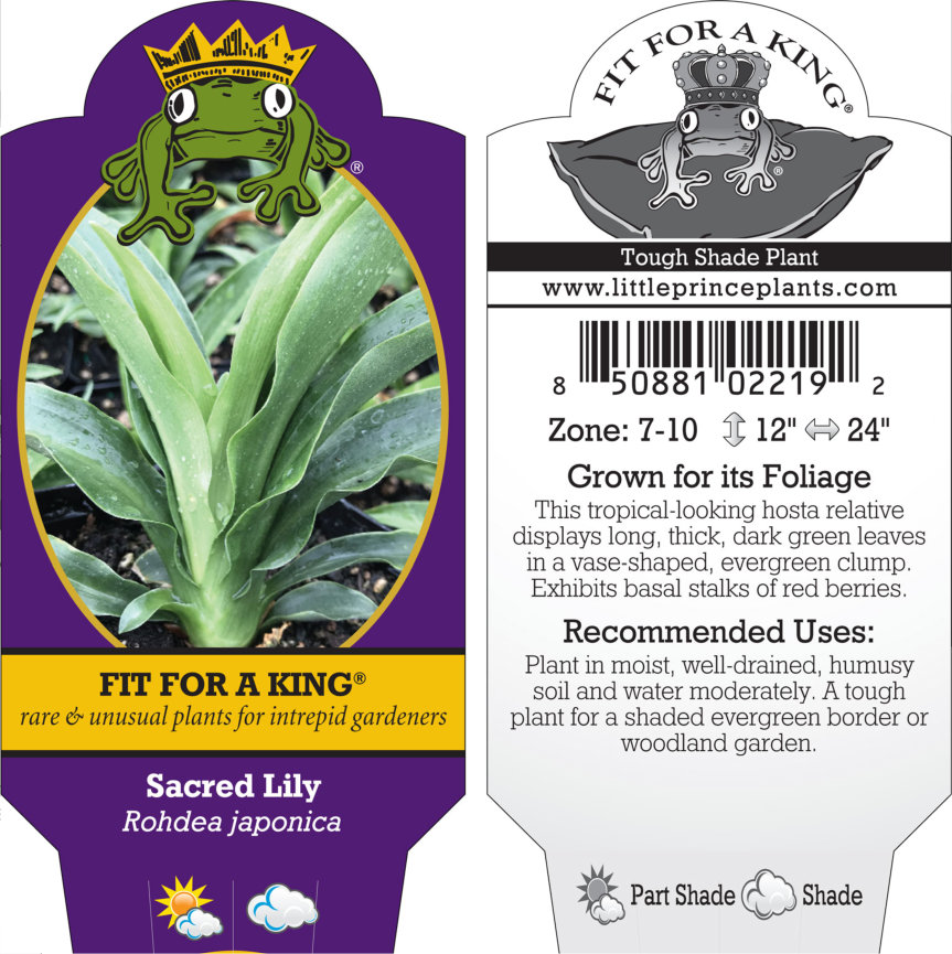 Rohdea japonica - Sacred Lily (4.5" Pot) - Image 4