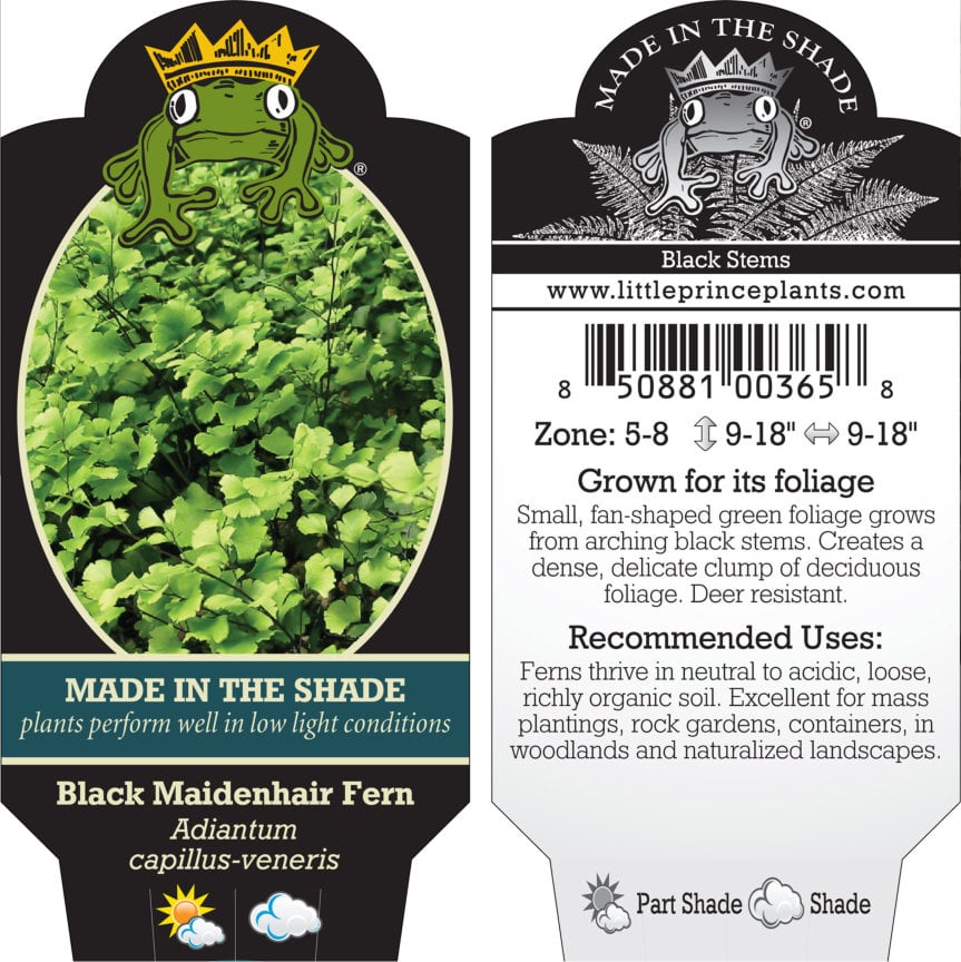 Adiantum capillus-veneris - Black Maidenhair Fern (3.5" Pot) - Image 4