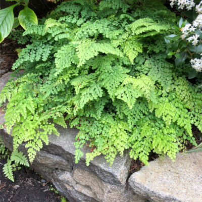 Adiantum venustum - Himalayan Maidenhair (3.5" Pot)