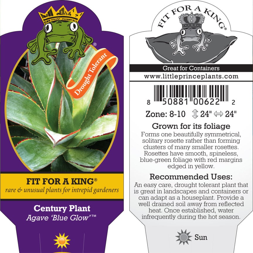 Agave 'Blue Glow'™ - Century Plant (4.5" Pot) - Image 6