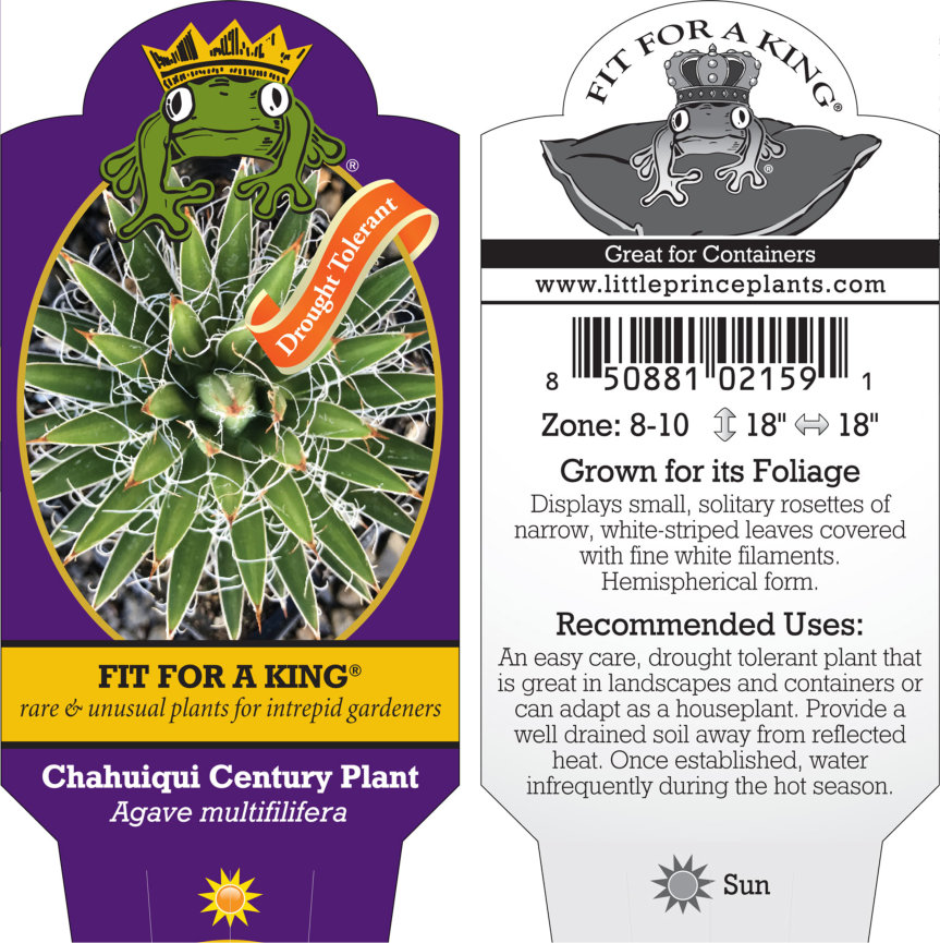 Agave multifilifera - Chahuiqui Century Plant - (4.5" Pot) - Image 5