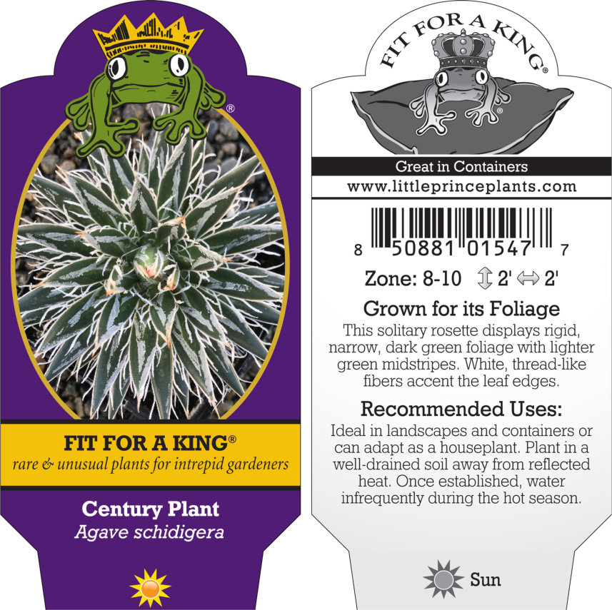 Agave schidigera - Century Plant (4.5