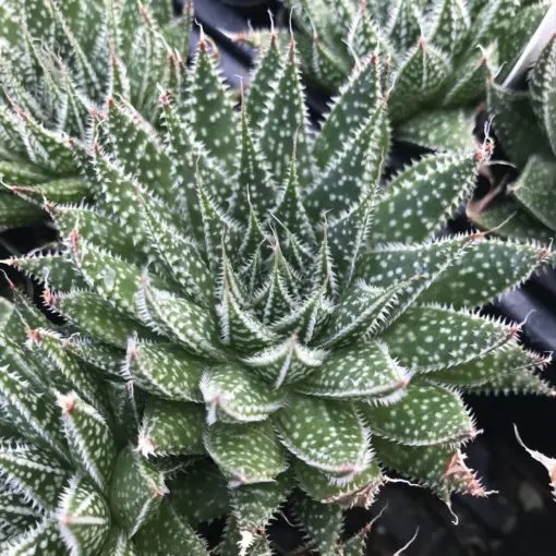Aloe aristata 'Magic' - (2" Pot) | Little Prince of Oregon Nursery