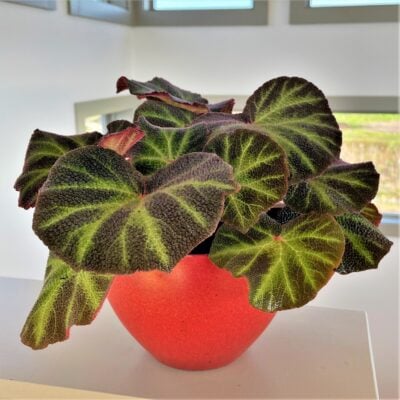 Begonia soli-mutata - Sun-Changing Begonia (4.5" Pot)