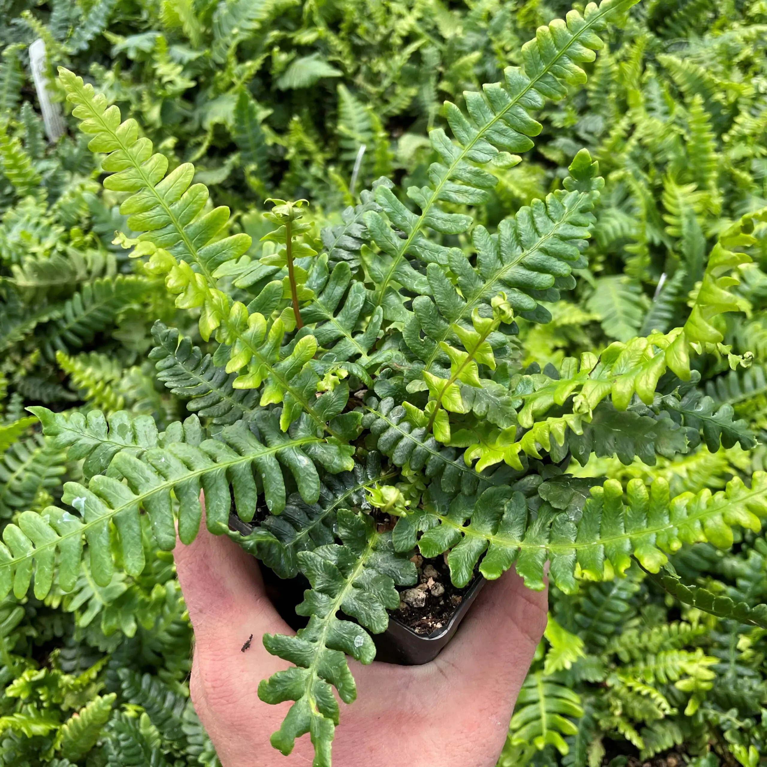 Blechnum spicant - Deer Fern (3.5