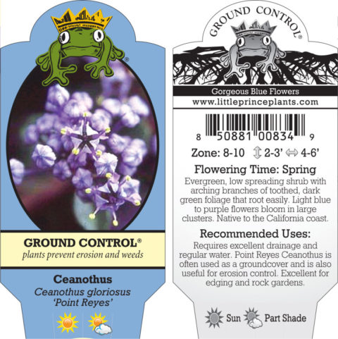 Ceanothus gloriosus 'Point Reyes' (3.5