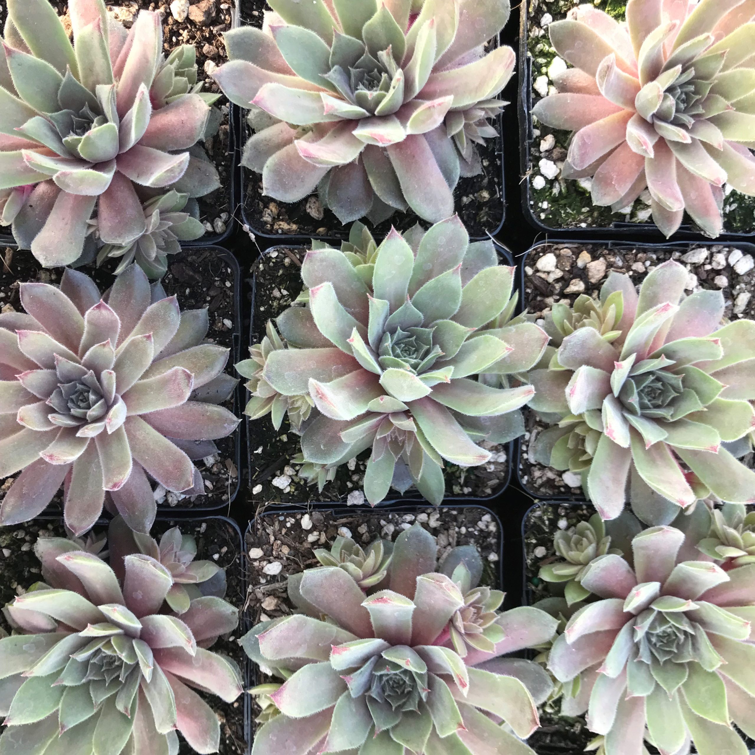 Sempervivum Chick Charms® 'Silver Suede'™ (3.5" Pot) - Image 5